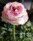 <i>Ranunculus asiaticus</i><BR><BR>�󤻿����ˤ������ᡪ<BR>��ʥ󥭥�饹<BR>�إۥ磻�ȥԥ󥯡�