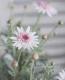 <i>Argyranthemum frutescens</i><BR><BR>���֥餵��Υޡ�����å�<BR>�Υ������꡼��<BR>�ؤ�����������