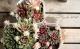 <i>Sempervivum</i><BR><BR>�����ࡦ����ڥ�ӥ���<BR>������إХ˥饷�ե����