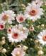 <i>Argyranthemum frutescens</i><BR><BR>�ޡ�����å�<BR>�ϥˡ��ӡ����꡼��<BR>�إ��֥�ۥ磻�ȥԥ󥯡�