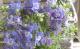<i>Delphinium</i><BR><BR>�ǥ�ե��˥���<BR>�إ֥롼��