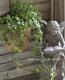 <i>Ficus 'Precious'</i><BR><BR>�ե������إץ쥷�㥹��