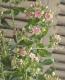 <i>Phlox paniculata</i><BR><BR>ɺեå إ쥪