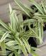 <i>Carex</i><BR><BR>����å���<BR>�إȥ쥸�㡼�������ɡ�