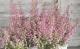 <i>Erica melanthera</i><BR><BR>���ꥫ �����󥻥�<BR>�إӥ꡼�֥�����ɡ�