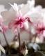 <i>Cyclamen persicum</i><BR><BR>Ȭ�ź餭��������<BR>���ź餭��ꥷ������ <BR>�إ����������ԥ󥯥Х����顼��