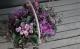 tef*tef*�󤻿��� 2016<BR> * no.72 *<BR>�ץ��顦�֥饦�����ͥԥ�