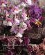 tef*tef*�󤻿��� 2017<BR> * no.15 *<BR>��ͥԥ󥯥Х����åȡ�no3