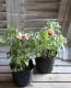 <i>Chrysanthemum frutescens</i><BR><BR>�Ѥ��餭�ޡ�����å�<BR>�إԡ������������