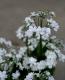 <i>Purimura malacoides<BR>��mellow shower��</i><BR><BR>��ױ�ݥ��ꥸ�ʥ��ʼ�<BR>�դäѤ������ι���<BR>Ȭ�ź餭�ץ��顦�ޥ饳���ǥ�<BR>�إ����������