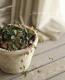 <i>Duchesnea indica</i><BR><BR>�ɥ����ͥ�<BR>�إ���ǥ����󥹥ȥ�٥꡼��