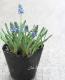 <i>Muscari Artist</i><BR><BR>Ф庬<BR>ॹ إƥȡ