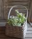 <i>Arabis caucasica</i><BR><BR>�����ꥢ��ӥ�<BR>�إ��꡼���