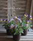 <i>Viola��wittrockiana</i><BR><BR>�������������<BR>���ͥ��쥯�����<BR>���Ĥ��ϵ��