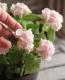 Hydrangea serrata<BR><BR><BR>ذͽҼޤ