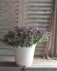 Petuniahybrida<BR><BR>إߥˡȬź餭<BR>ڥ˥<BR>إ֥֥롼
