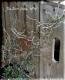 <i>Corokia cotoneaster </i><BR><BR>ȥͥ<BR>إ磻䡼