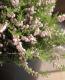 <i>Calluna vulgaris</i><BR><BR>Ȭź餭롼<BR>֥륬ꥹ<BR>MIXۥ磻ȡߥԥ󥯡