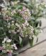 <i>Lobularia hybrid</i><BR><BR>���٥����ѡ�����å���<BR>�إХ����顼�ԥ󥯥��ȥ꡼���
