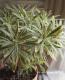 <i>Euphorbia x martinii</i><BR><BR>�桼�ե���ӥ�<BR>�إ�����ǥ�쥤��ܡ���