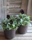 <i>Viola��wittrockiana </i><BR><BR>���ӥ���<BR>�إߥåɥʥ��ȥ��ʡ���
