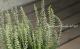 <i>Calluna vulgaris</i><BR><BR>롼ʡ֥륬ꥹ<BR>إ꡼֡١A