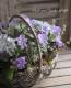 <i>Primula</i><BR><BR>�����Ѥ�롪�ץ���<BR>�إ֥롼�٥꡼�ѥ�åȡ�