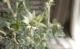 <i>Actinotus helianthi</i><BR><BR>�ե��ͥ�ե�<BR>�إե��󥷡����Ρ���