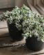 <i>Crassula remota</i><BR><BR>¿ʪ<BR>å顡إ⡼