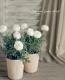 <i>Argyranthemum</i><BR><BR>���ʼ�ޡ�����å�<BR>�إޥ륳���å���