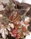 <i>Heuchera hybrid</i><BR><BR>ҥ塼<BR> إСǥ