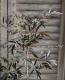 <i>Sambucus nigra</i><BR><BR>�������ڡ�����֥���<BR>�إ֥�å��졼����<BR>��̾�����Υ˥�ȥ���