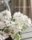 <i>Verbena spp.</i><BR><BR>���ܷϽɺ��С��٥�<BR>�إۥ磻�ȥѥե���
