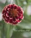 <i>Zinnia haageana</i><BR><BR>ƥʿ礤<BR>˥ƥå<BR>إСǥ