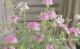 <i>Verbena tenera<i><BR><BR>�ɺ��С��٥�<BR>�С��٥ʥϥ��֥�åɸ���<BR>�إ��󥰥��MIX��
