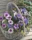 <i>Petunia��hybrida</i><BR><BR>�ڥ���˥����ץ쥸�㡼<BR>�إۥ磻�ȥ�٥������������