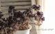 <i>Aeonium arboreum</i><BR><BR>���󥷥�󡦥������˥���<BR>�ع�ˡ�ա�