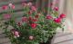 <i>Rosa.Min</i><BR><BR>�ߥ˥Х��ֲ֥�󥲥�����<BR>�إ�����Ȭ����ɱ -���ĥҥ�-��