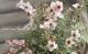 <i>Leptospermum scoparium</i><BR><BR>˶в<BR>֥奦Х