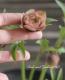<i>Helleborus</i><BR>ꥹޥ<BR>¿񵸹<BR>DD2016no.78