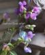 <i>Perennial sweet pea</i><BR><BR>�������ɺ������ȥԡ�<BR>�إ饷�饹���ѡ��ץ��