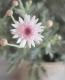 <i>Argyranthemum frutescens</i><BR><BR>���֥餵��Υޡ�����å�<BR>�Υ������꡼��<BR>�ؤ�����������
