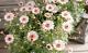<i>Argyranthemum frutescens</i><BR><BR>�ޡ�����å�<BR>�ϥˡ��ӡ����꡼��<BR>�إ��֥�ۥ磻�ȥԥ󥯡�