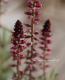 <i>Lysimachia atropurpurea</i><BR><BR>�ꥷ�ޥ���<BR>�إܥ���졼��