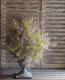 <i>Westringia fruticosa</i><BR><BR>ȥꥢ󡦥ޥ꡼<BR>ȥ󥮥<BR>إХꥨߥ饯륹