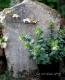 <i>Origanum rotundifolium</i><BR><BR>饤࿧β֥쥬<BR>إեꥢ