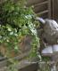 <i>Ficus 'Precious'</i><BR><BR>�ե������إץ쥷�㥹��
