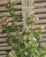 <i>Phlox paniculata</i><BR><BR>ɺեå إ쥪