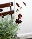 <i>Cosmos atrosanguineus</i><BR><BR>���祳�졼�ȥ����⥹<BR>���祳���������إ��祳���