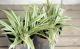 <i>Carex</i><BR><BR>����å���<BR>�إȥ쥸�㡼�������ɡ�